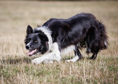 Boder Collie çoban köpeği tarlada sürünüyor.