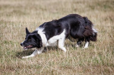 Boder Collie çoban köpeği tarlada sürünüyor.