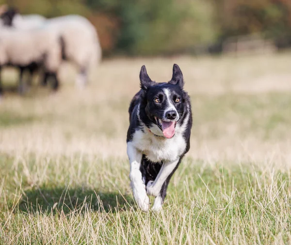 Ευτυχισμένο Σκυλί Collie Σύνορα Τρέχει Στο Πεδίο Πρόβατα Backgroun — Φωτογραφία Αρχείου