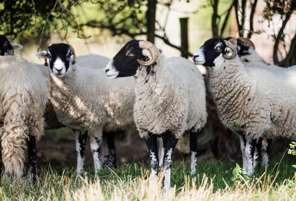 Rebanho Ovelhas Swaledale Abrigos Ovelhas Sob Arbusto — Fotografia de Stock