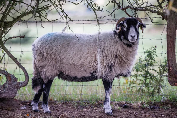 Swaledale Овцы Укрытия Кустом Колючая Проволока Забор — стоковое фото