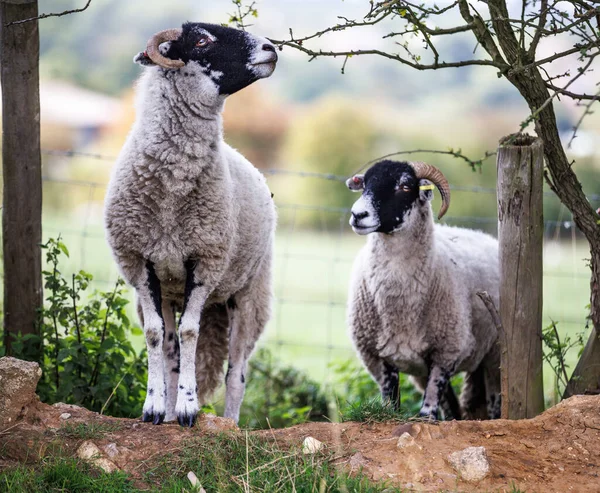 Swaledale Овец Нюхать Кусты Второй Овцы — стоковое фото