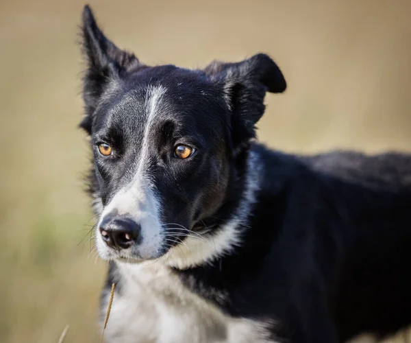 Kopfschuss Von Border Collie Hund Mit Schiefen Ohren — Stockfoto