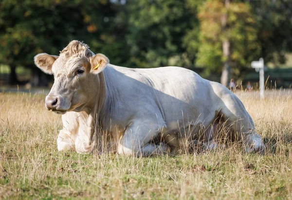 Корова Шароле Лежит Солнечном Поле — стоковое фото
