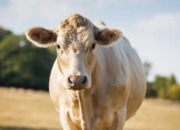 Коровий Портрет Шароле Солнечном Поле — стоковое фото