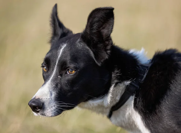 Kopfschuss Eines Niedlichen Border Collie Schäferhundes Mit Schiefen Ohren — Stockfoto