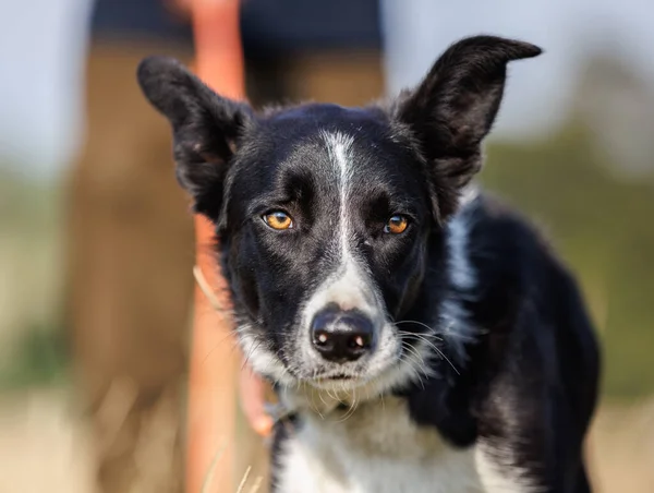 Border Collie Hund Schaut Die Ferne Besitzer Dahinter — Stockfoto