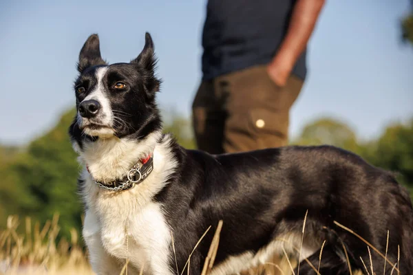 Border Collie Hund Mit Herrchen Feld — Stockfoto