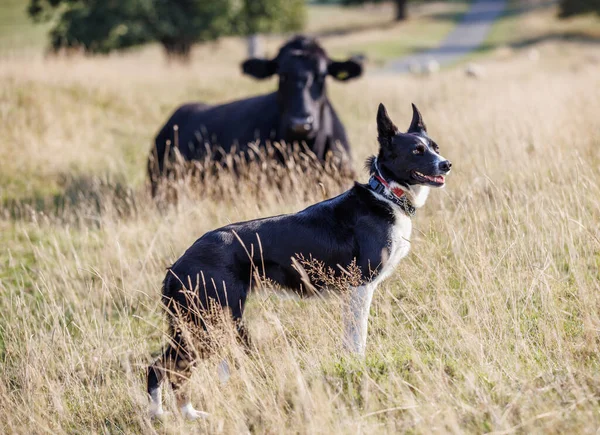 Border Collie Σκυλί Στο Πεδίο Μαύρη Αγελάδα Πίσω — Φωτογραφία Αρχείου