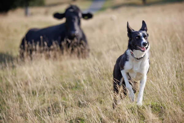 Χαρούμενα Σύνορα Σκύλος Collie Πόδια Μέσα Από Πεδίο Μαύρη Αγελάδα — Φωτογραφία Αρχείου