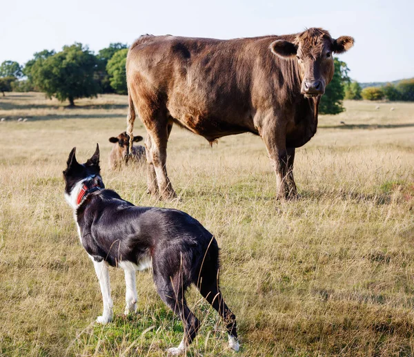 Корова Защищает Теленка Сталкивается Собакой Колли Поле — стоковое фото