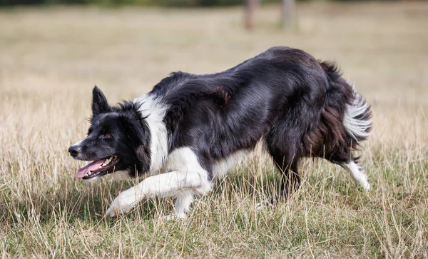 Boder Collie Cão Pastor Perseguindo Rastejando Campo — Fotografia de Stock