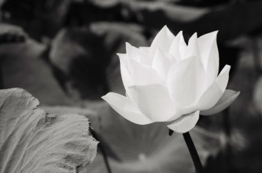 Beyaz lotus Havzası - Yağlıboya Resim
