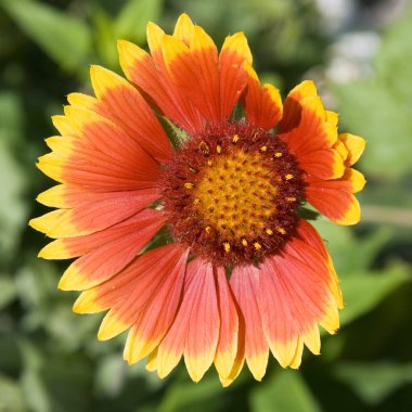 güzel, renkli zinnia kırmızı çiçek