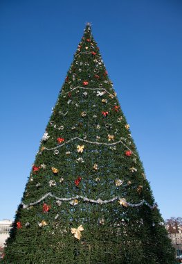 bir çok büyük Noel ağacı ve gökyüzü