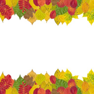 farklı sonbahar yaprakları