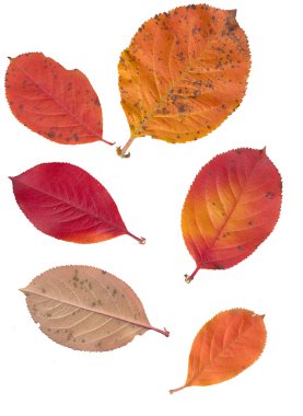 Beyaz arkaplanda izole edilmiş yapraklar