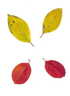 Beyaz arkaplanda izole edilmiş yapraklar