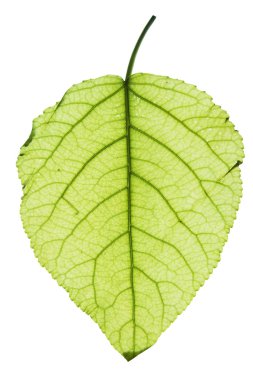 Bitki yaprağı.