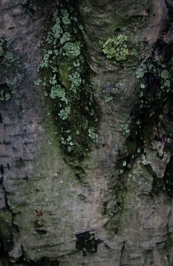 ahşap kabuk Görünümü Kapat,