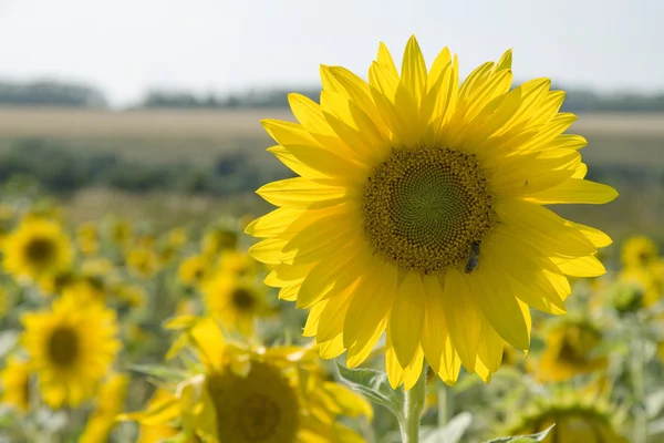 Girasol amarillo —  Fotos de Stock