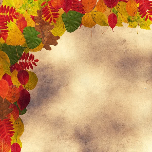 Verschillende herfst bladeren — Stockfoto