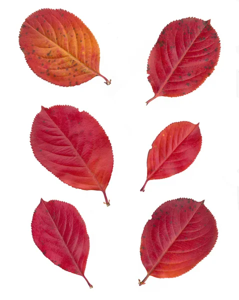 Blätter isoliert auf weißem Hintergrund — Stockfoto