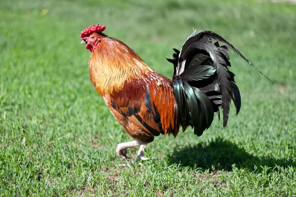 Rooster — Stock Photo, Image