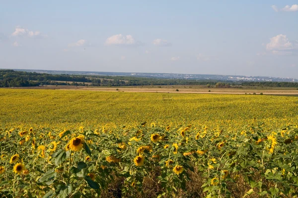 Girasole giallo — Foto Stock