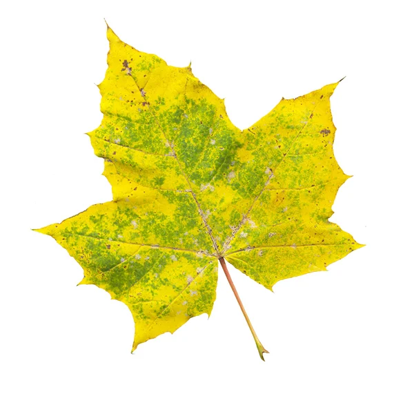 Hoja de arce de otoño, aislada sobre un fondo blanco — Foto de Stock