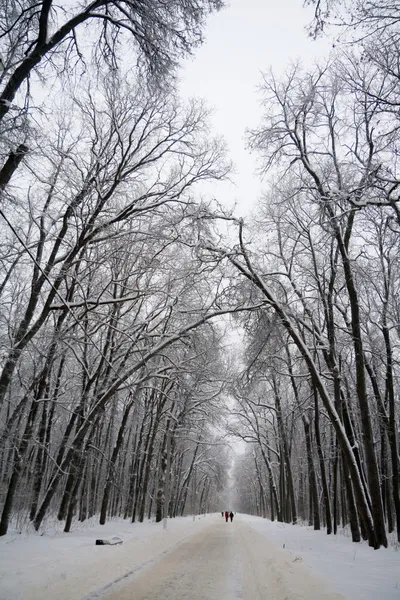 Paisaje de invierno blanco con carretera forestal — Foto de Stock