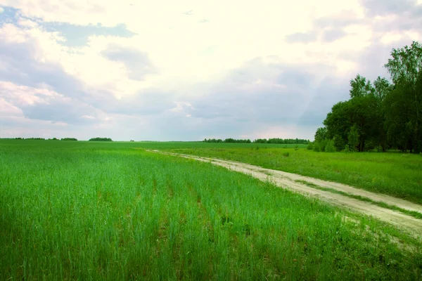 Champ d'herbe et ciel — Photo