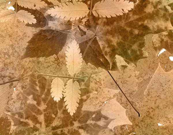 Alte Papier Herbst Hintergrund — Stockfoto