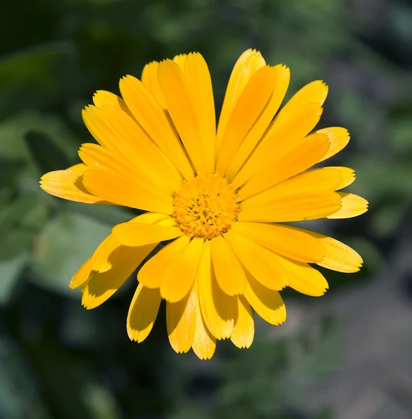 Calendula — Stockfoto