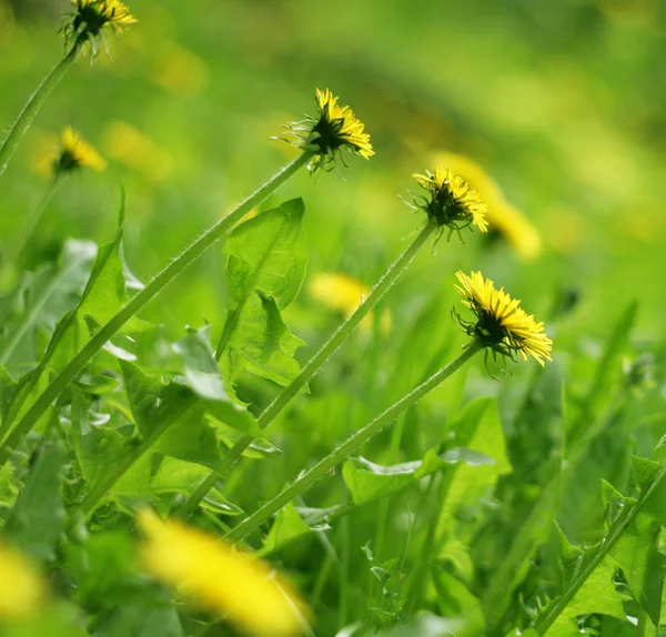 Paardebloem — Stockfoto