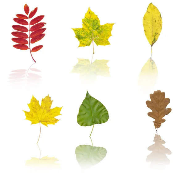 Set di diverse foglie autunnali — Foto Stock