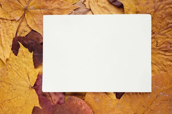 Frame van Herfstbladeren — Stockfoto