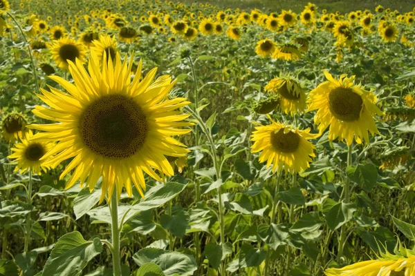 Gele zonnebloem — Stockfoto