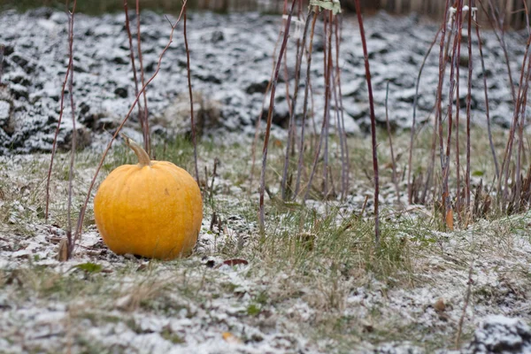 Oranje pompoen in sneeuw — Stockfoto