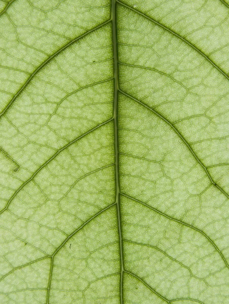 Leaf of a plant — Stock Photo, Image