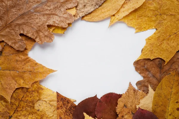 Rahmen aus Herbstblättern — Stockfoto