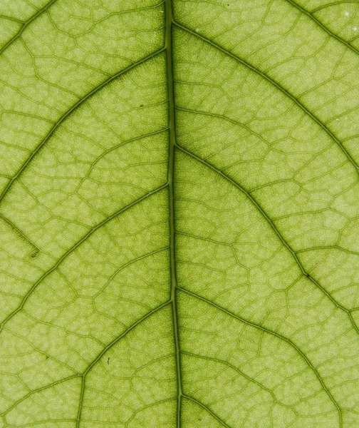 植物的叶子 — 图库照片