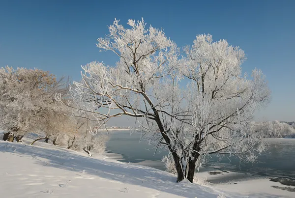 Lonely winter tree covered with frost. — Stock Photo, Image