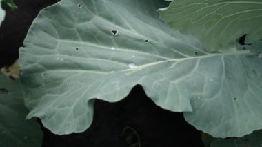 Yeşil lahana yapraklı su damlaları. Tarım Santralleri. Lahana tohumları. Topraktaki sebze tohumları. Tarım İşleri.