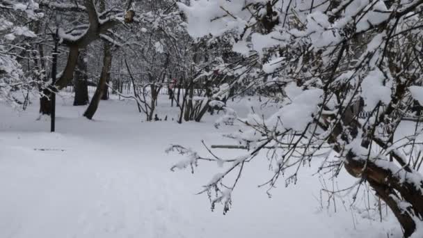 春には雪が降る 雪の層を覆う木々の枝 自然災害 気象条件 — ストック動画