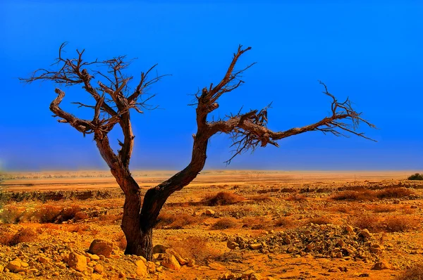 Árvore no deserto — Fotografia de Stock