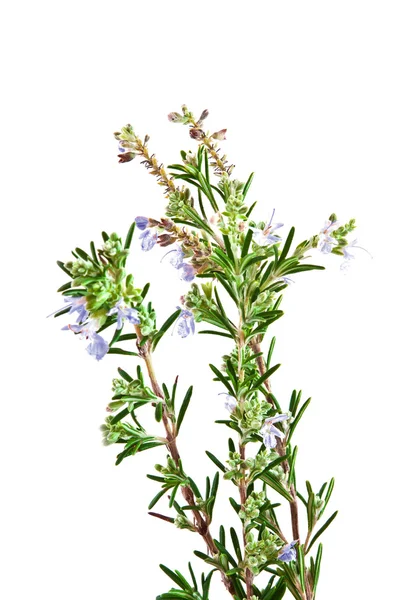 çiçekli biberiye bush