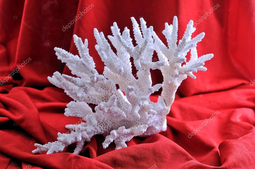 White coral — Stock Photo © ben44 17822259