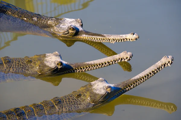 Crocodiles du complot Images De Stock Libres De Droits