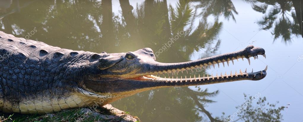 depositphotos_18443833-stock-photo-long-nosed-crocodile.jpg